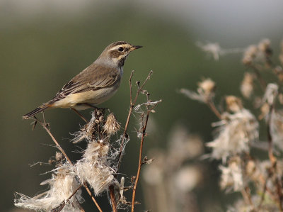 Blhake [Bluethroat] (IMG_9715)