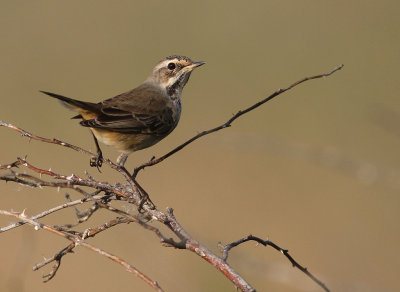 Blhake [Bluethroat] (IMG_9746)