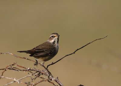 Blhake [Bluethroat] (IMG_9752)