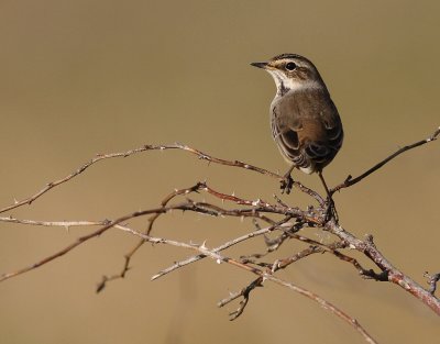 Blhake [Bluethroat] (IMG_9762)