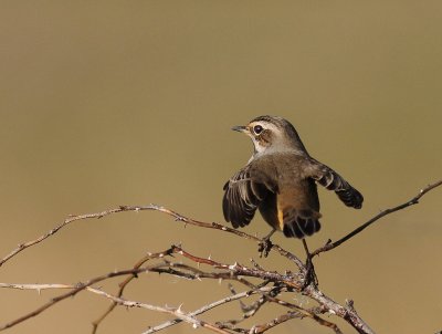 Blhake [Bluethroat] (IMG_9764)