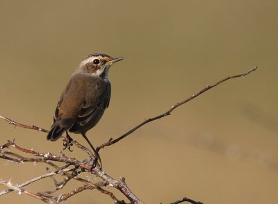 Blhake [Bluethroat] (IMG_9777)