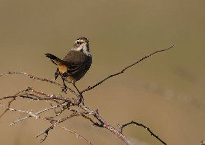 Blhake [Bluethroat] (IMG_9780)