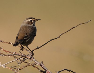 Blhake [Bluethroat] (IMG_97859