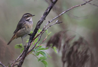 Blhake [Bluethroat] (IMG_9803)