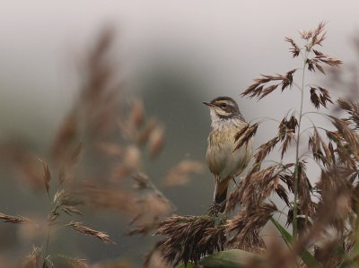 Blhake [Bluethroat] (IMG_9825)
