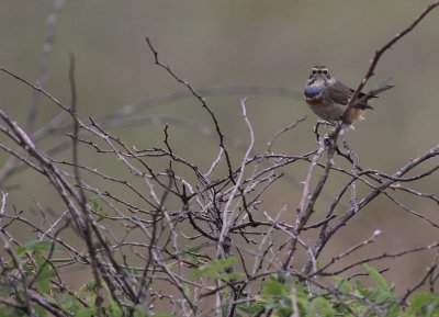 Blhake [Bluethroat] (IMG_9851)