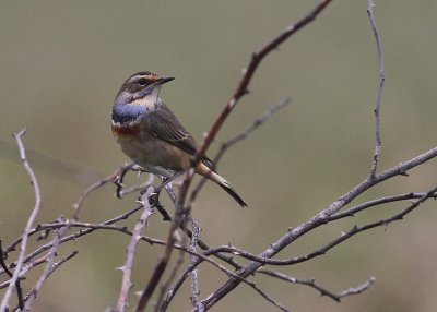 Blhake [Bluethroat] (IMG_9853)