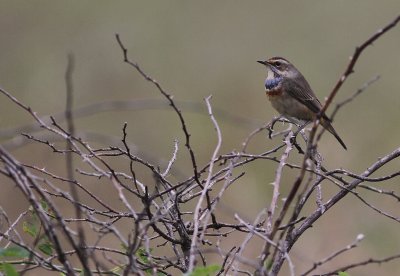 Blhake [Bluethroat] (IMG_9856)