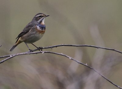 Blhake [Bluethroat] (IMG_9876)