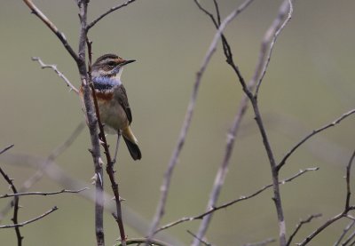 Blhake [Bluethroat] (IMG_9882)
