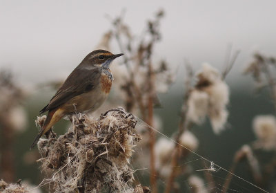Blhake [Bluethroat] (IMG_9890)