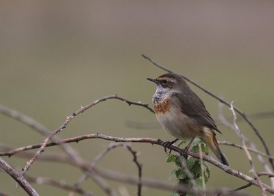 Blhake [Bluethroat] (IMG_9917)