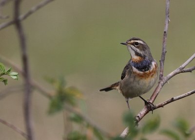Blhake [Bluethroat] (IMG_9929)