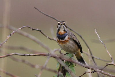 Blhake [Bluethroat] (IMG_9941)