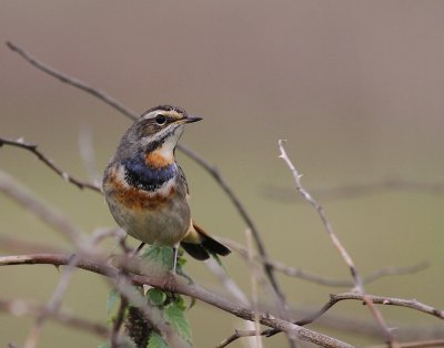 Blhake [Bluethroat] (IMG_9943)