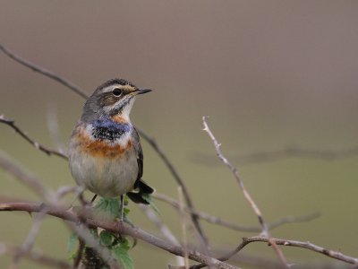 Blhake [Bluethroat] (IMG_9947)