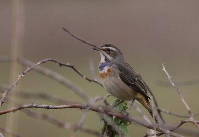 Blhake [Bluethroat] (IMG_9955)