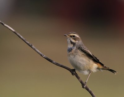Blhake [Bluethroat] (IMG_9975)