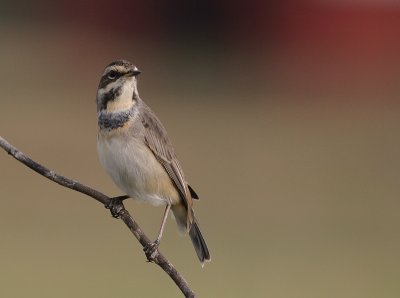 Blhake [Bluethroat] (IMG_9982)