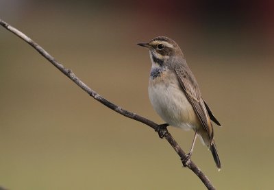 Blhake [Bluethroat] (IMG_9985)
