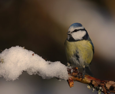 Blmes  [Eurasian Blue Tit] (IMG_1466)