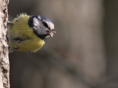 Blmes  [Eurasian Blue Tit] (IMG_3396)