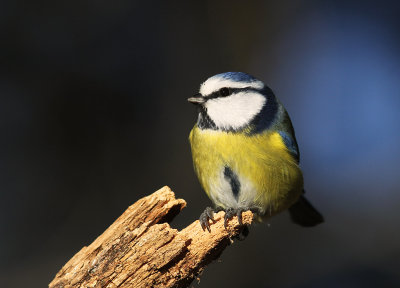 Blmes  [Eurasian Blue Tit] (IMG_4166)