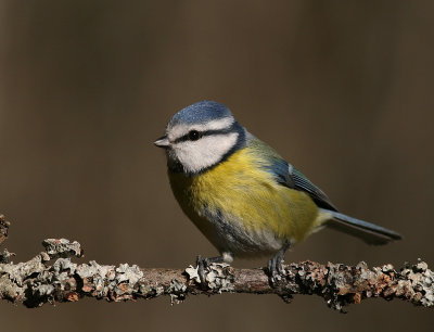 Blmes  [Eurasian Blue Tit] (IMG_6291)