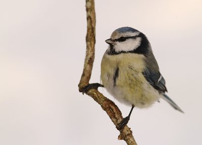 Blmes  [Eurasian Blue Tit] (IMG_9108)