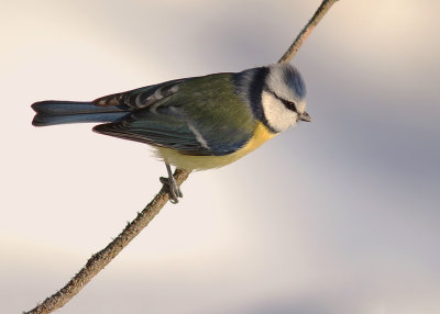 Blmes  [Eurasian Blue Tit] (IMG_9287)