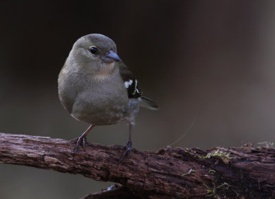 Bofink  [Common Chaffinch] (IMG_4312)