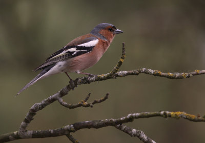 Bofink  [Common Chaffinch] (IMG_5301)