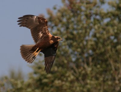 Brun krrhk [Western Marsh Harrier] (IMG_2528)