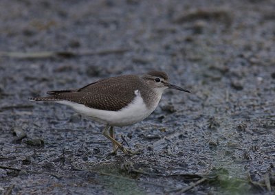 Drillsnppa  [Common Sandpiper] (IMG_4125)