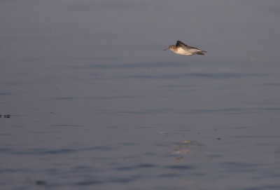 Drillsnppa  [Common Sandpiper] (IMG_4544)