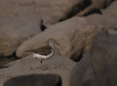 Drillsnppa  [Common Sandpiper] (IMG_7070)