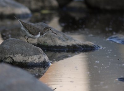 Drillsnppa  [Common Sandpiper] (IMG_7105)