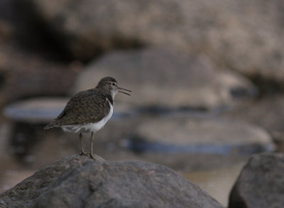 Drillsnppa  [Common Sandpiper] (IMG_7117)