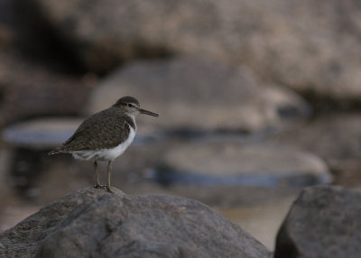 Drillsnppa  [Common Sandpiper] (IMG_7120)