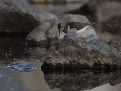 Drillsnppa  [Common Sandpiper] (IMG_7129-drillsn.jpg