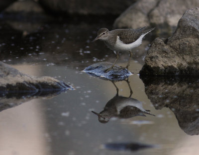 Drillsnppa  [Common Sandpiper] (IMG_7131)
