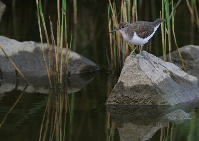 Drillsnppa  [Common Sandpiper] (IMG_7674)