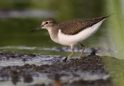 Drillsnppa  [Common Sandpiper] (IMG_8026)