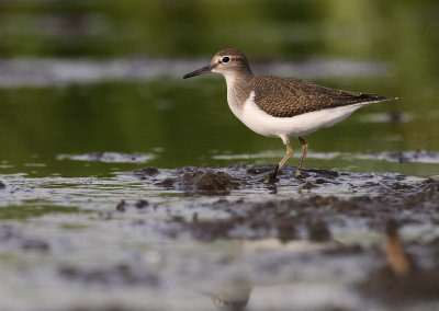 Drillsnppa  [Common Sandpiper] (IMG_8032)