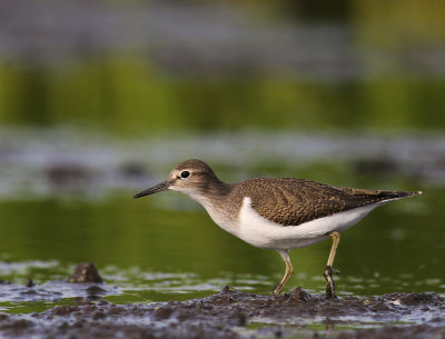 Drillsnppa  [Common Sandpiper] (IMG_8037)