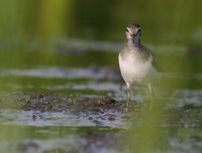Drillsnppa  [Common Sandpiper] (IMG_8042)