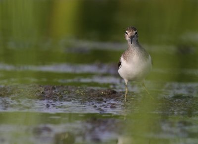 Drillsnppa  [Common Sandpiper] (IMG_8043)