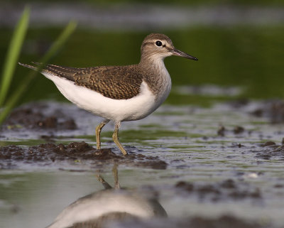 Drillsnppa  [Common Sandpiper] (IMG_8046)