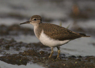 Drillsnppa  [Common Sandpiper] (IMG_8050)